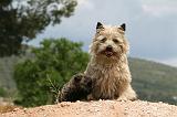 CAIRN TERRIER 609